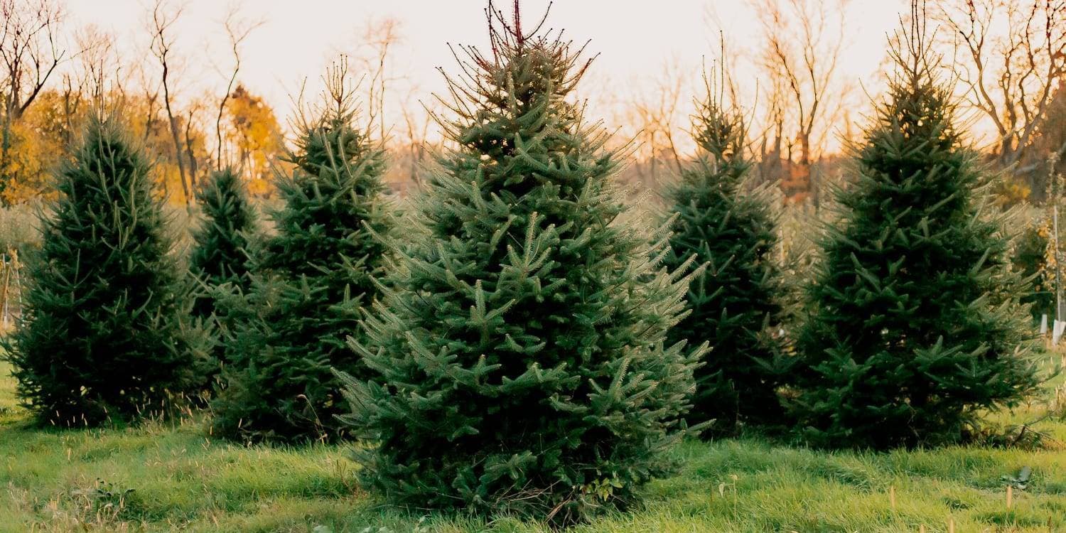 Christmas Trees